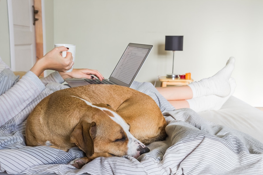 The Absolute Best Way To Submit Your Resume If You Want To Get Hired, Johnson Service Group, puppy, dog, people, reach, hire, inspire, resume, resume help, resume advice,